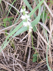 Spiranthes lacera lacera