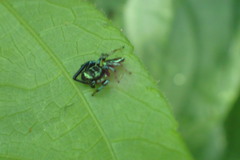 Thiania