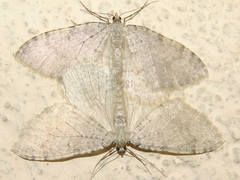 Triphosa sabaudiata