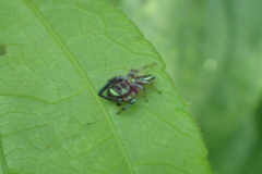 Thiania