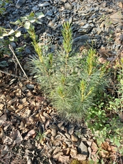 Pinus pumila