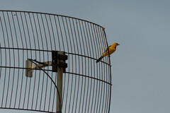 Icterus nigrogularis