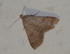 Bleptina caradrinalis