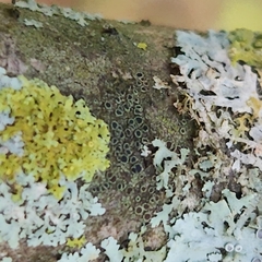 Hyperphyscia syncolla