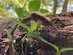 Cystoagaricus
