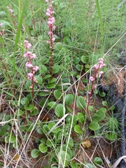 Pyrola rotundifolia