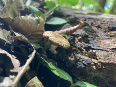 Cystoagaricus
