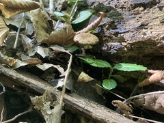 Cystoagaricus
