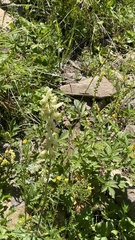 Aconitum barbatum puberulum