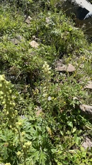 Aconitum barbatum puberulum