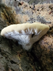 Fuscopostia fragilis