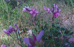 Chamaenerion fleischeri