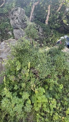 Aconitum barbatum puberulum