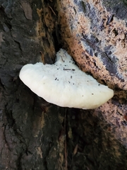 Fuscopostia fragilis