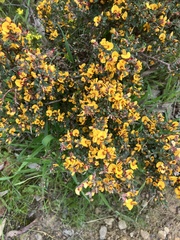 Pultenaea largiflorens