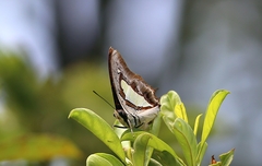 Polyura athamas