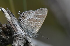 Theclinesthes miskini