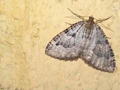 Triphosa dubitata