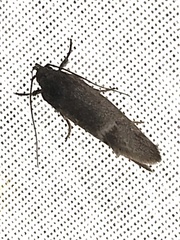 Xyloryctidae