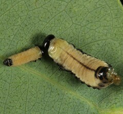 Paropsisterna cloelia