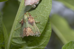 Parasa pastoralis