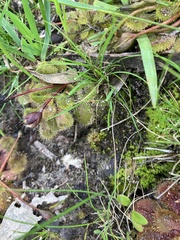 Drosera whittakeri