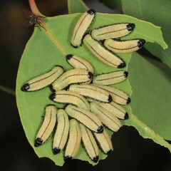 Paropsisterna cloelia