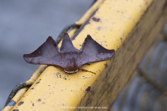 Comparmustilia sphingiformis