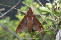 Gnathothlibus erotus