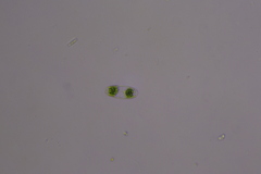 Desmidiaceae