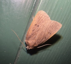 Amphipyra tragopoginis