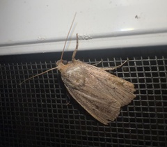 Amphipyra tragopoginis