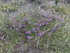 Thysanotus