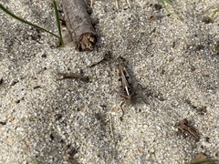 Chortoicetes terminifera