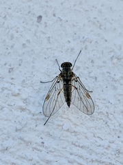 Chrysopilus modestus