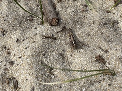 Chortoicetes terminifera