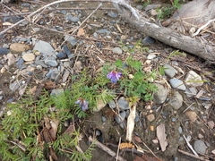 Vicia macrantha
