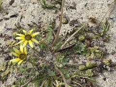 Chortoicetes terminifera