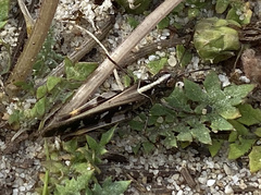 Chortoicetes terminifera