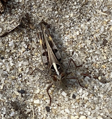 Chortoicetes terminifera