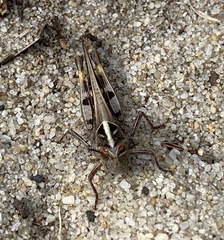 Chortoicetes terminifera