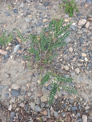 Astragalus schelichowii