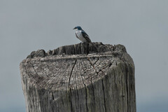 Tachycineta albiventer