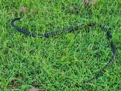 Dendrelaphis punctulatus