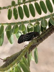 Cerastipsocus