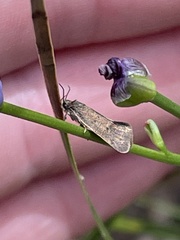 Leistomorpha brontoscopa