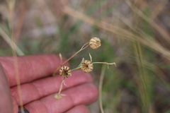 Linum lewisii