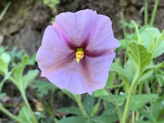 Lycianthes moziniana