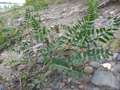Astragalus schelichowii