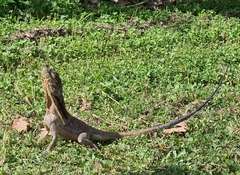 Chlamydosaurus kingii